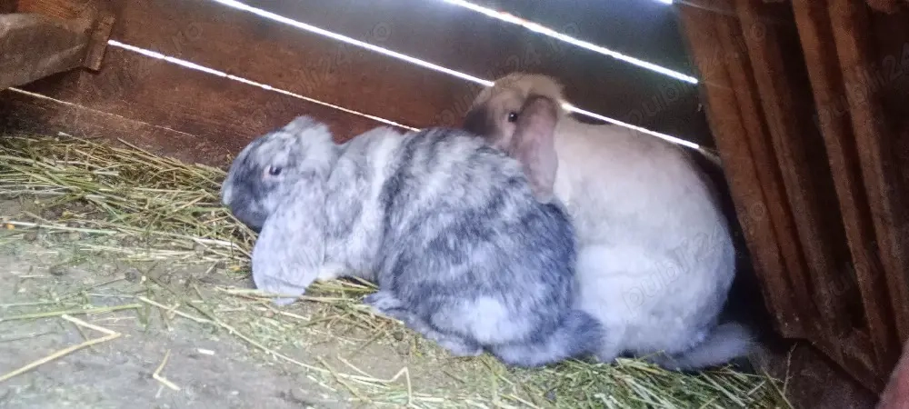 disponibil femela rhon