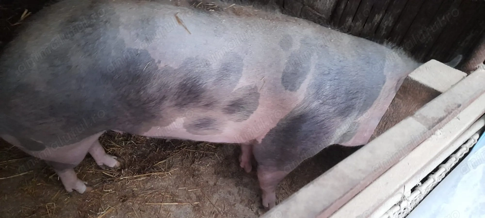 Vand purcea pietran belgian