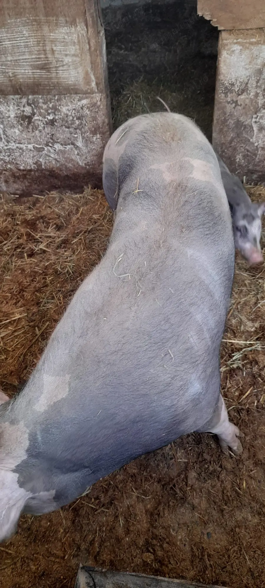 Purcea pietran belgian