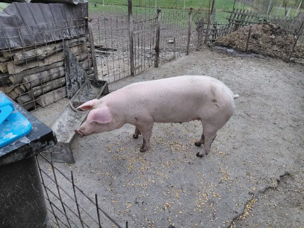 soldani de vanzare 12 milioane bucata