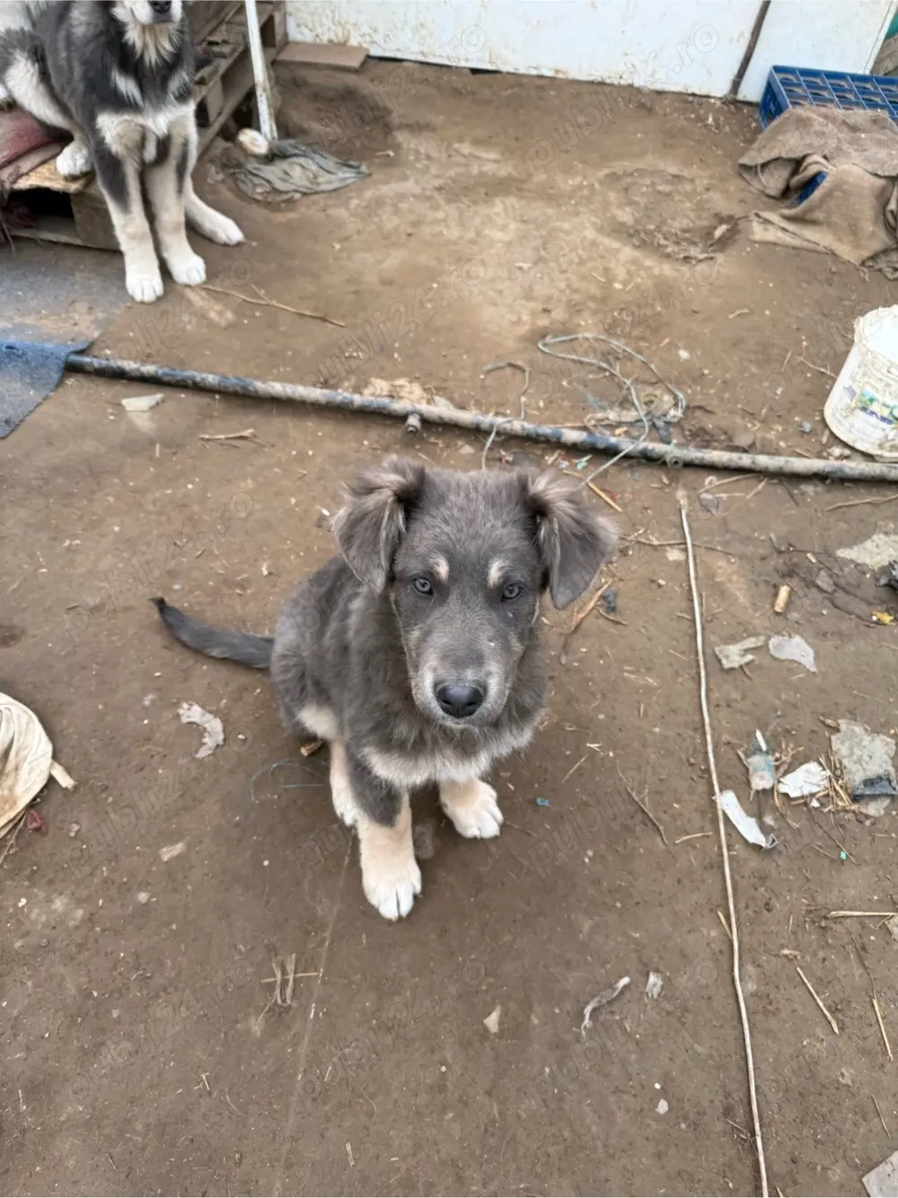 Donez Ciobanesc Carpatin 3 luni