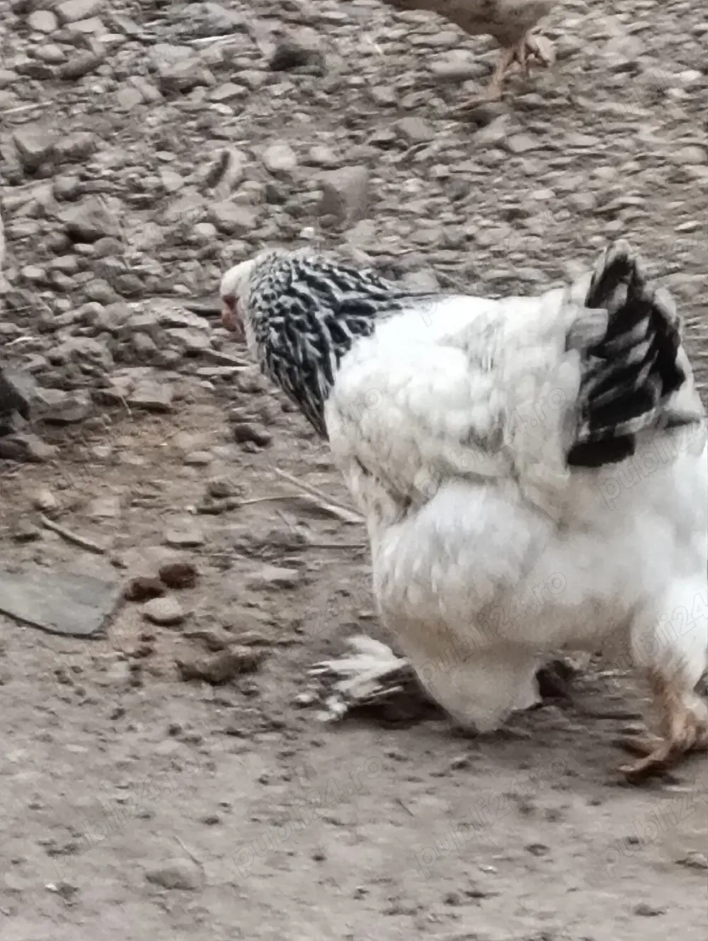 Cocos si gaina Brahma tineret