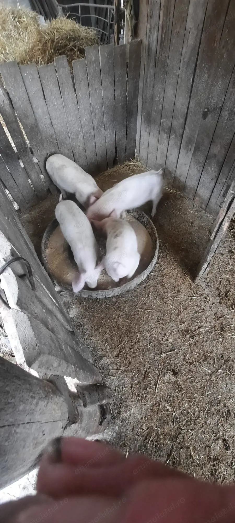 Porci de vânzare în Bihor