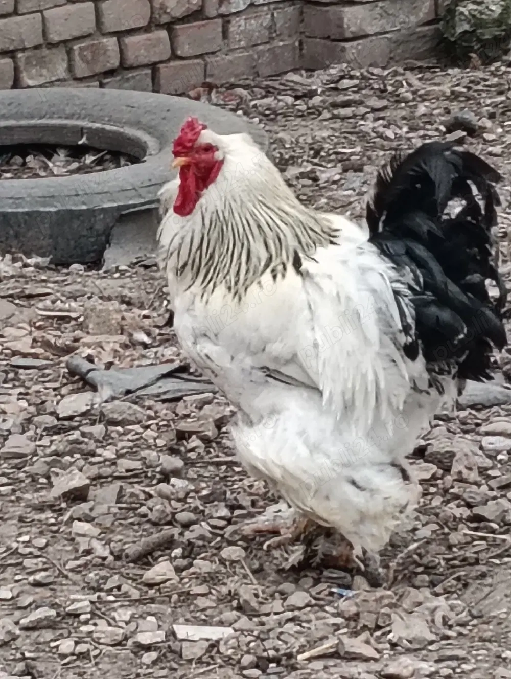 Cocos si gaina Brahma tineret
