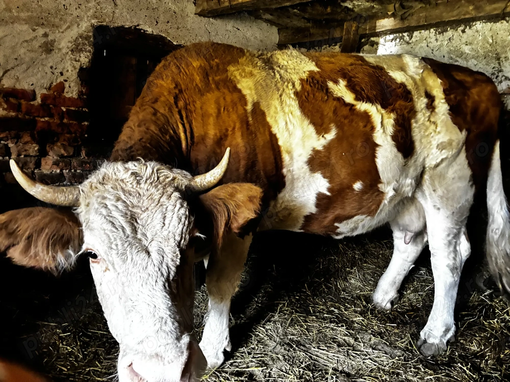 Vând vaca Bălțata românească 