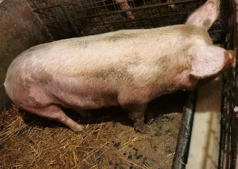 Porci de vânzare crescuți bio în gospodărie între 180-200 kg 