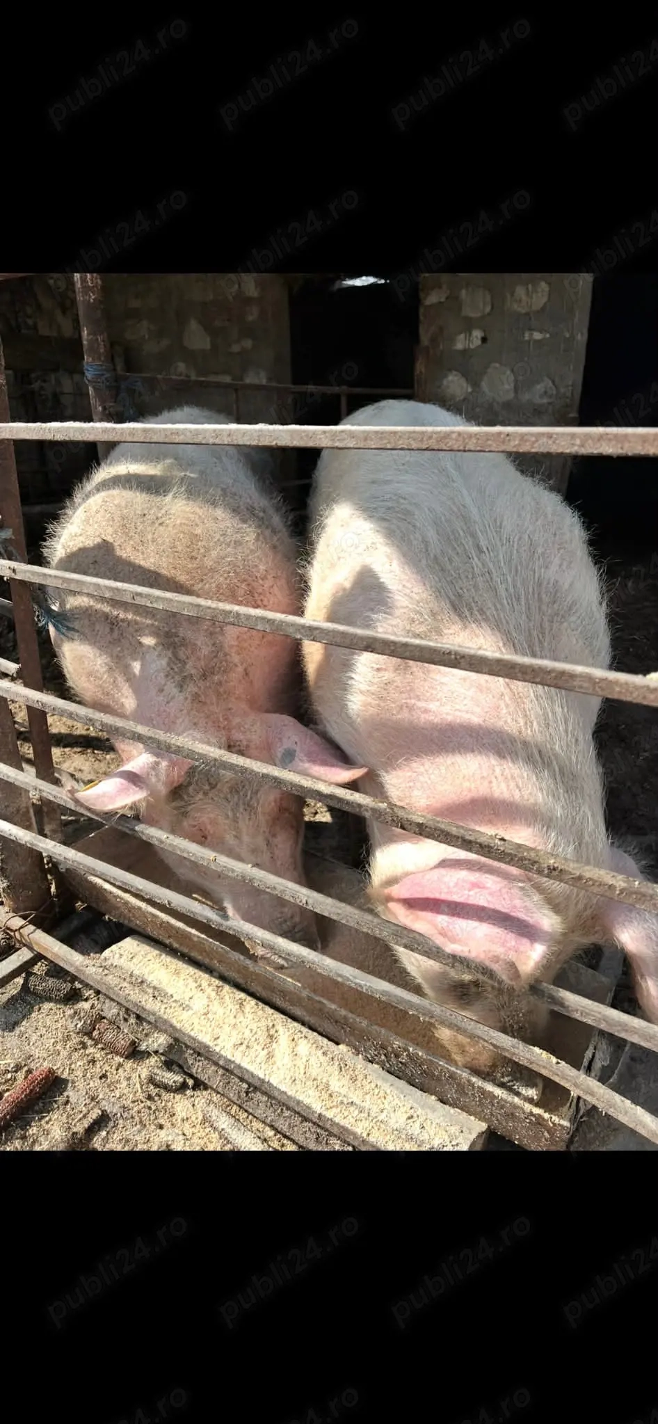 Porci de vânzare o768684II4