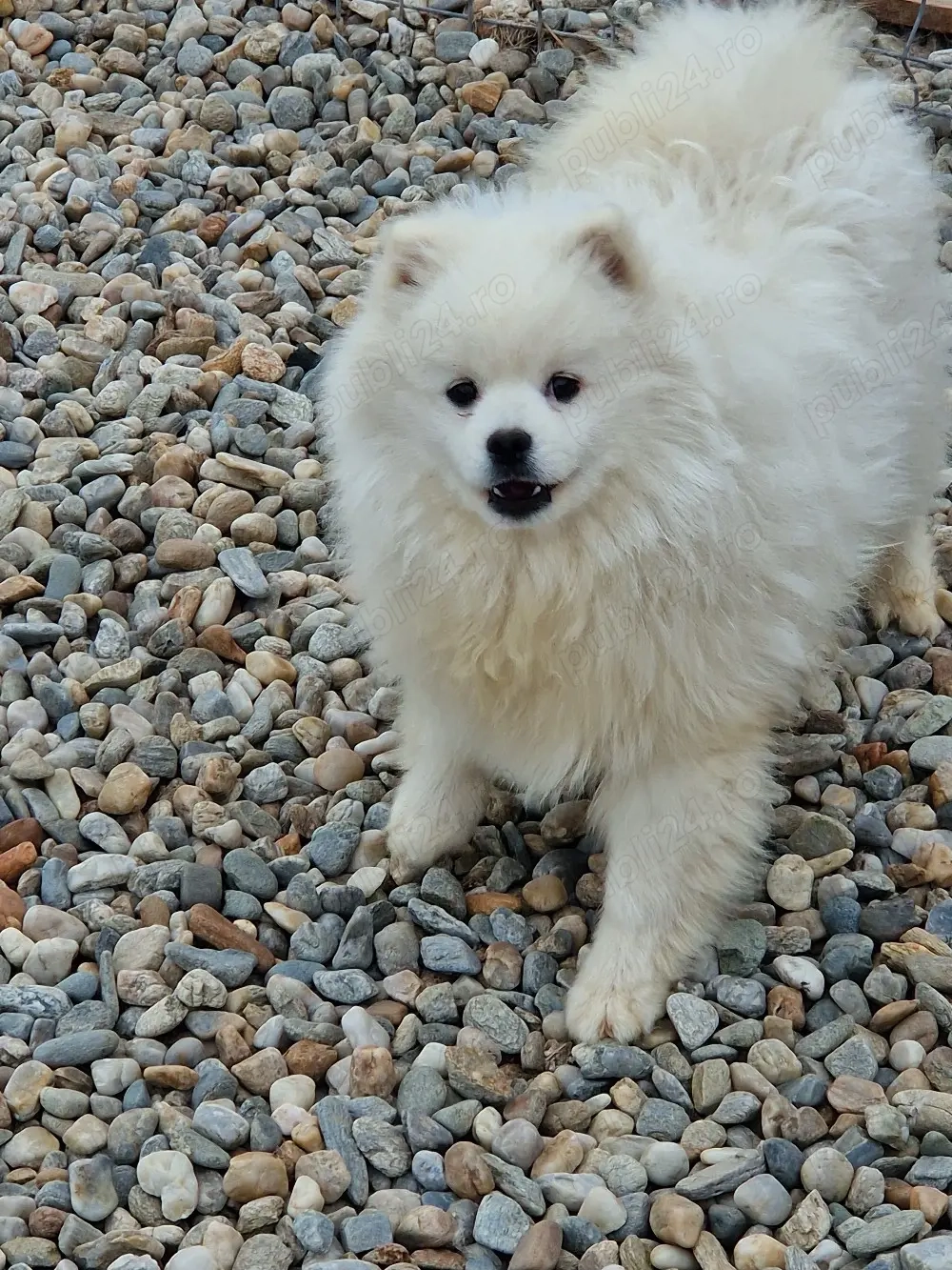 o superbitate de baietel la 1 an