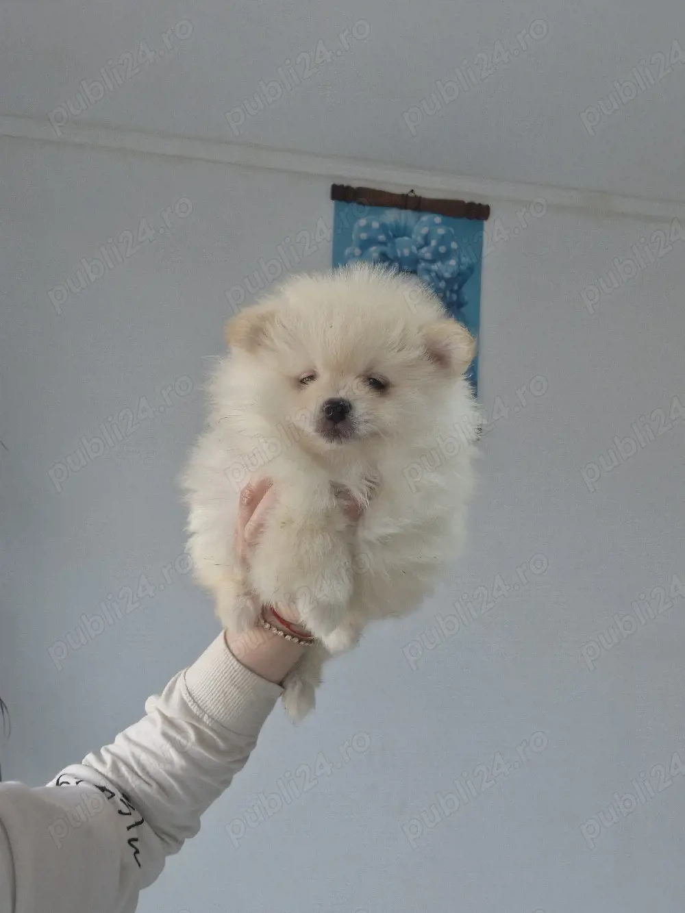 Pomeranian superb ( parinti cu pedigree)