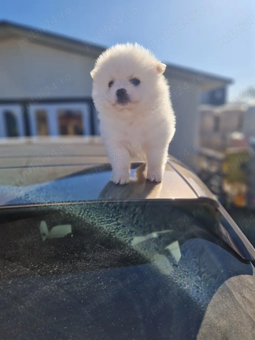 Pomeranian superb 