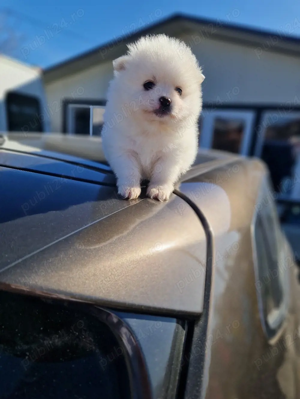 Pomeranian superb 