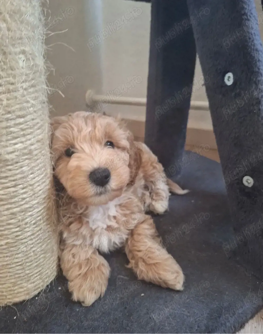 puiuti de mini maltipoo 