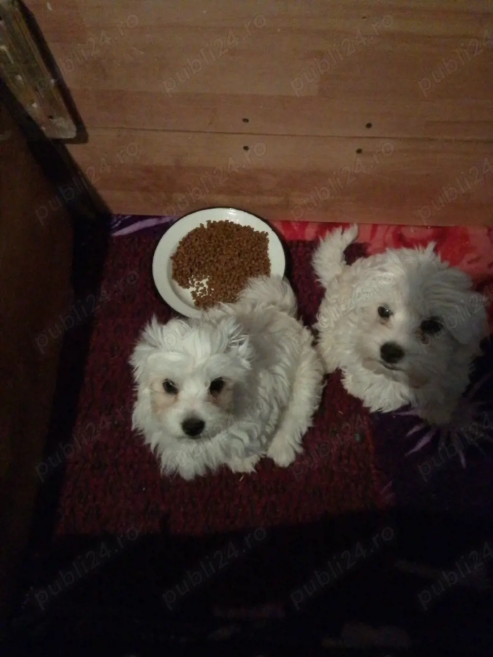 Bichon Maltez 2 Băieți 