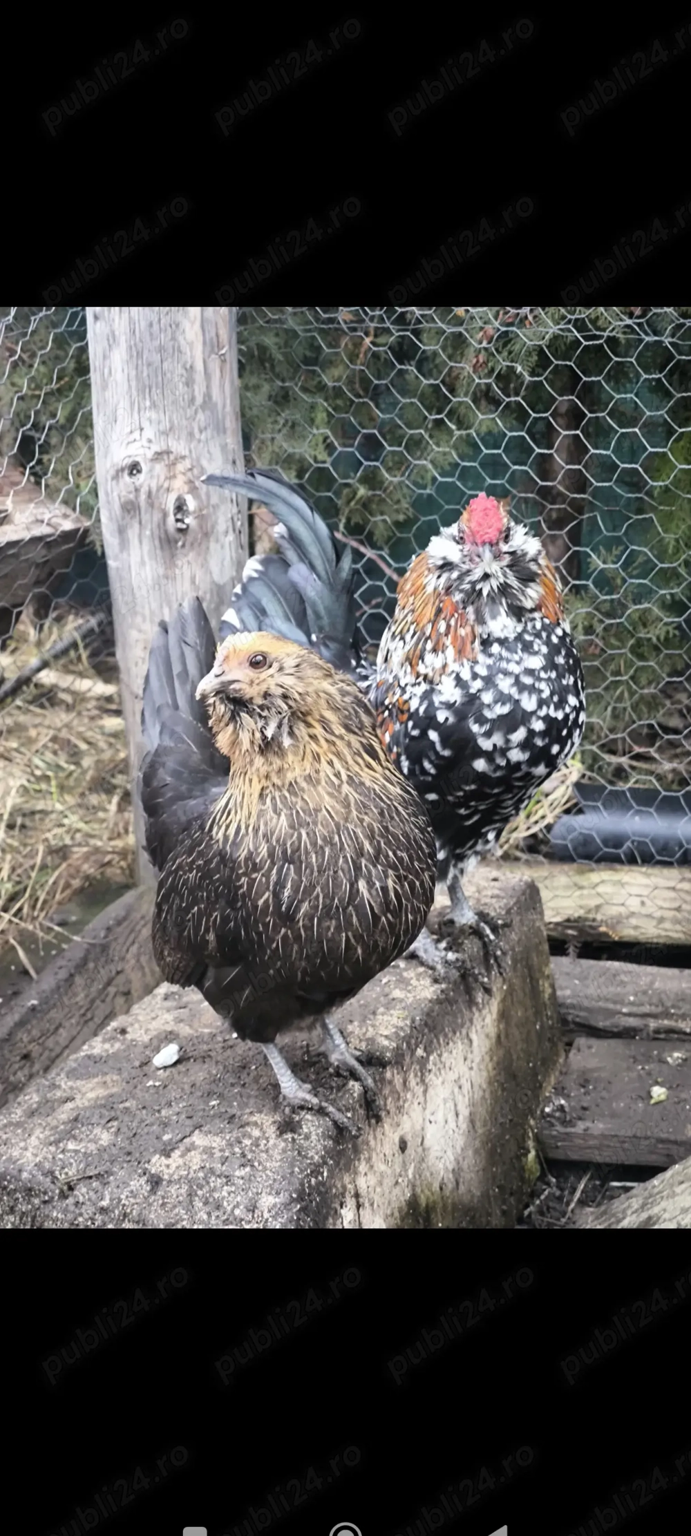 Pereche bărboasă de anvers