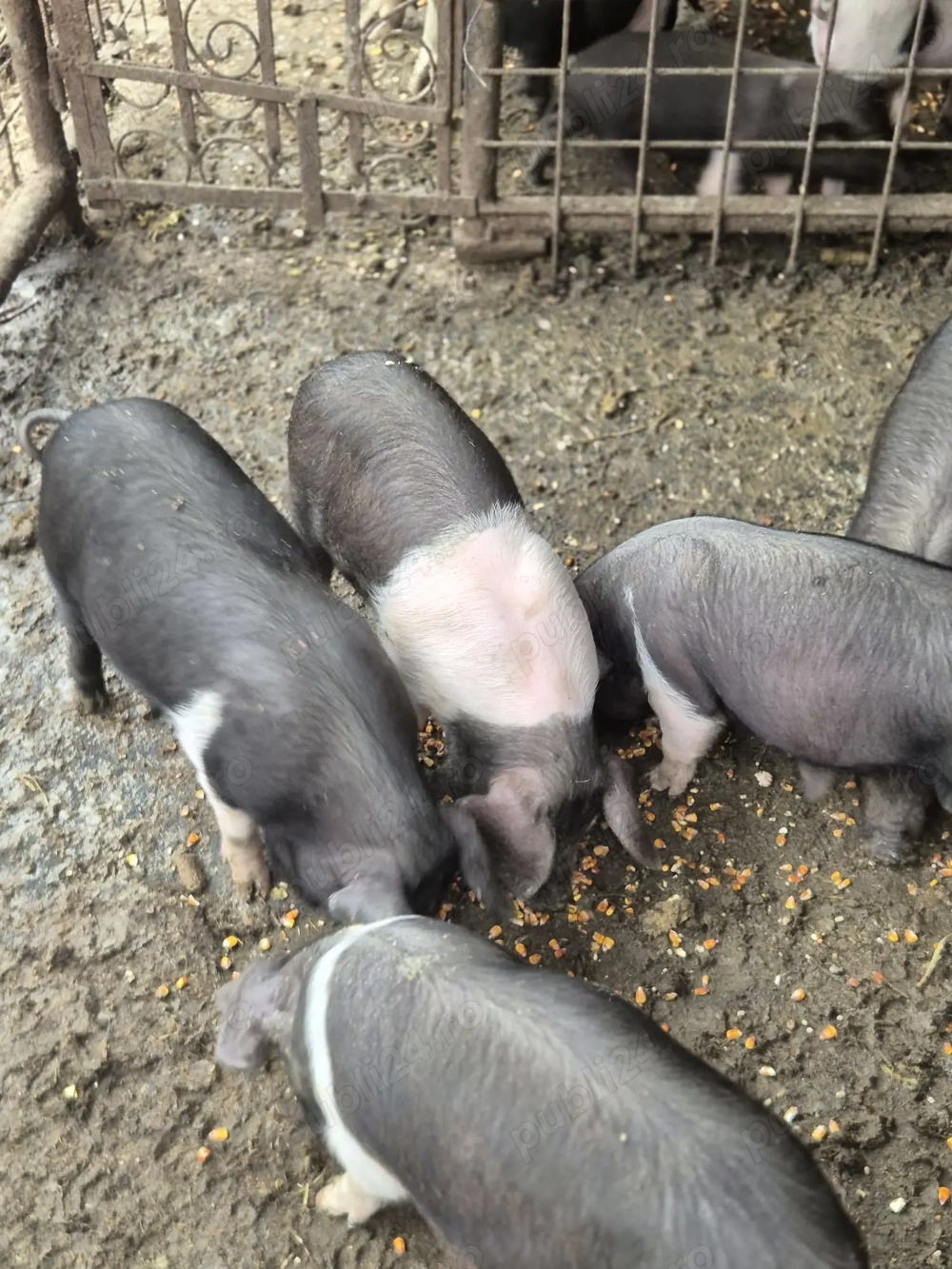 Vând purcei de 8 săptămâni 