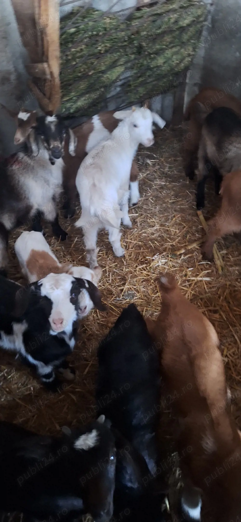 iezi de vânzare in viu