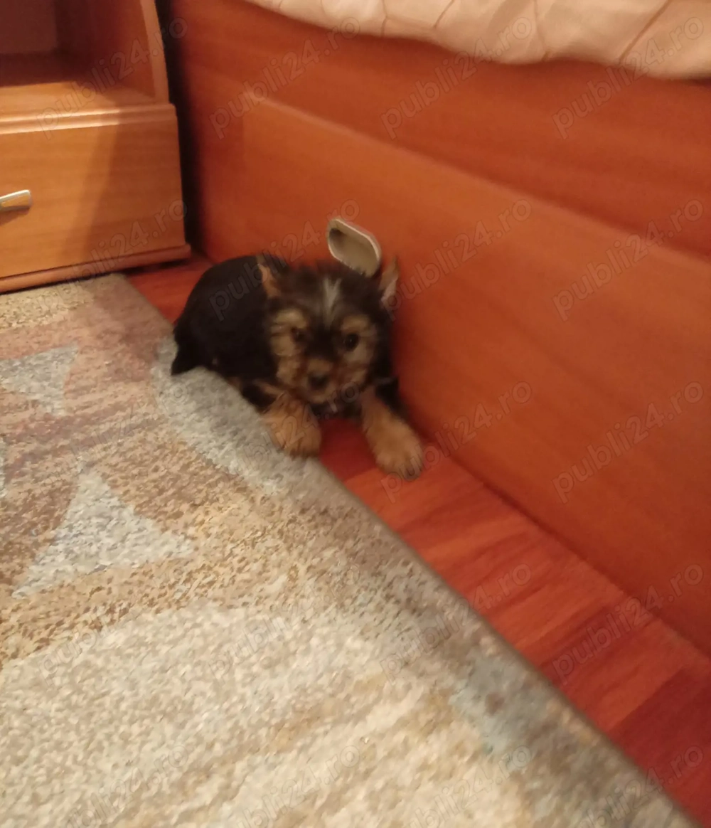Yorkshire terrier fetita