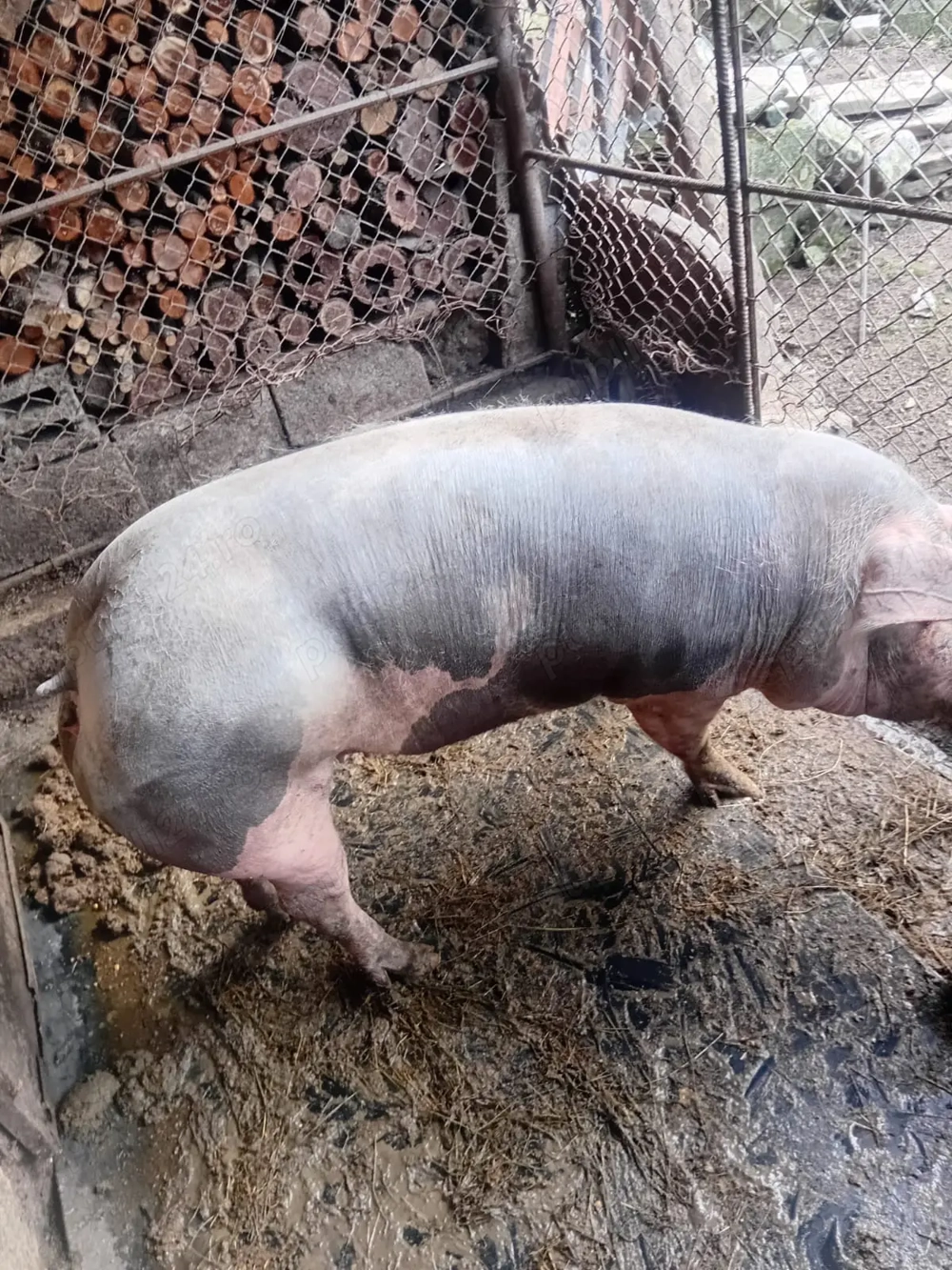 Vând doi porci petrean-belgian