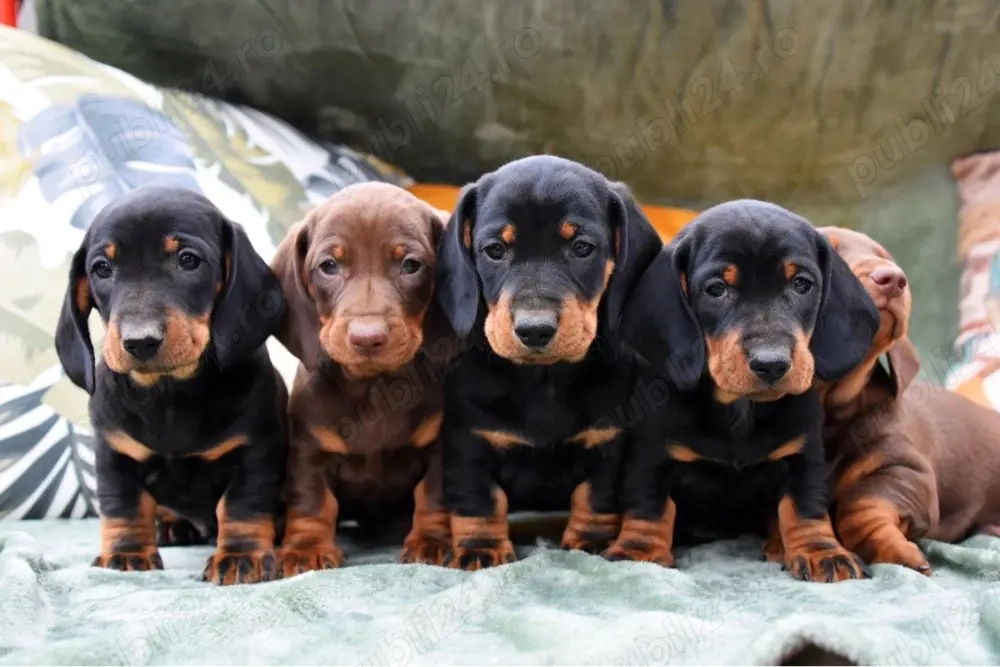 cateii teckel pedigree