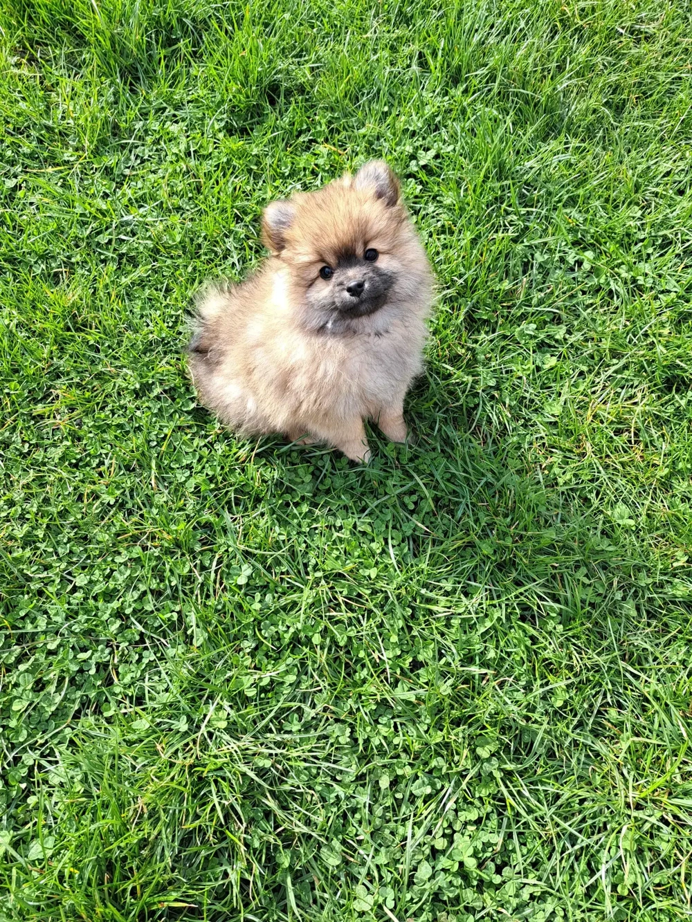 Pomeranian pui,mascul.