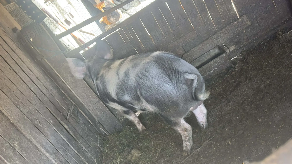 Porc de aproximativ 60 70 kg