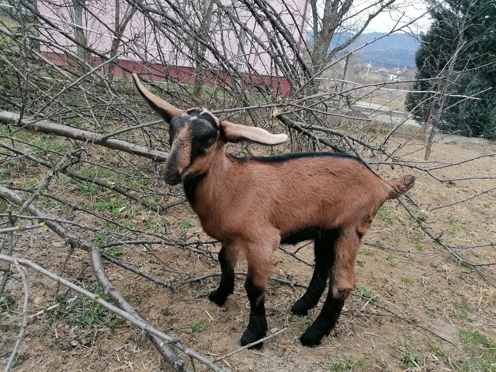 Schimb ied metis alpină franceză cu anglonubian 