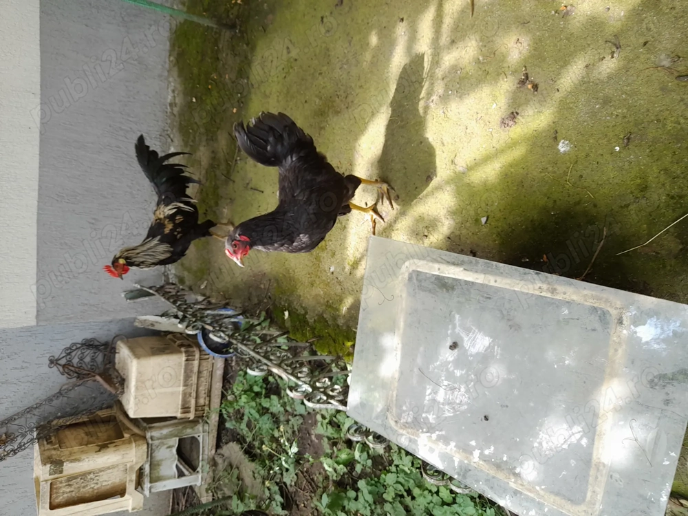 Vand 2 cocoși mari tineri