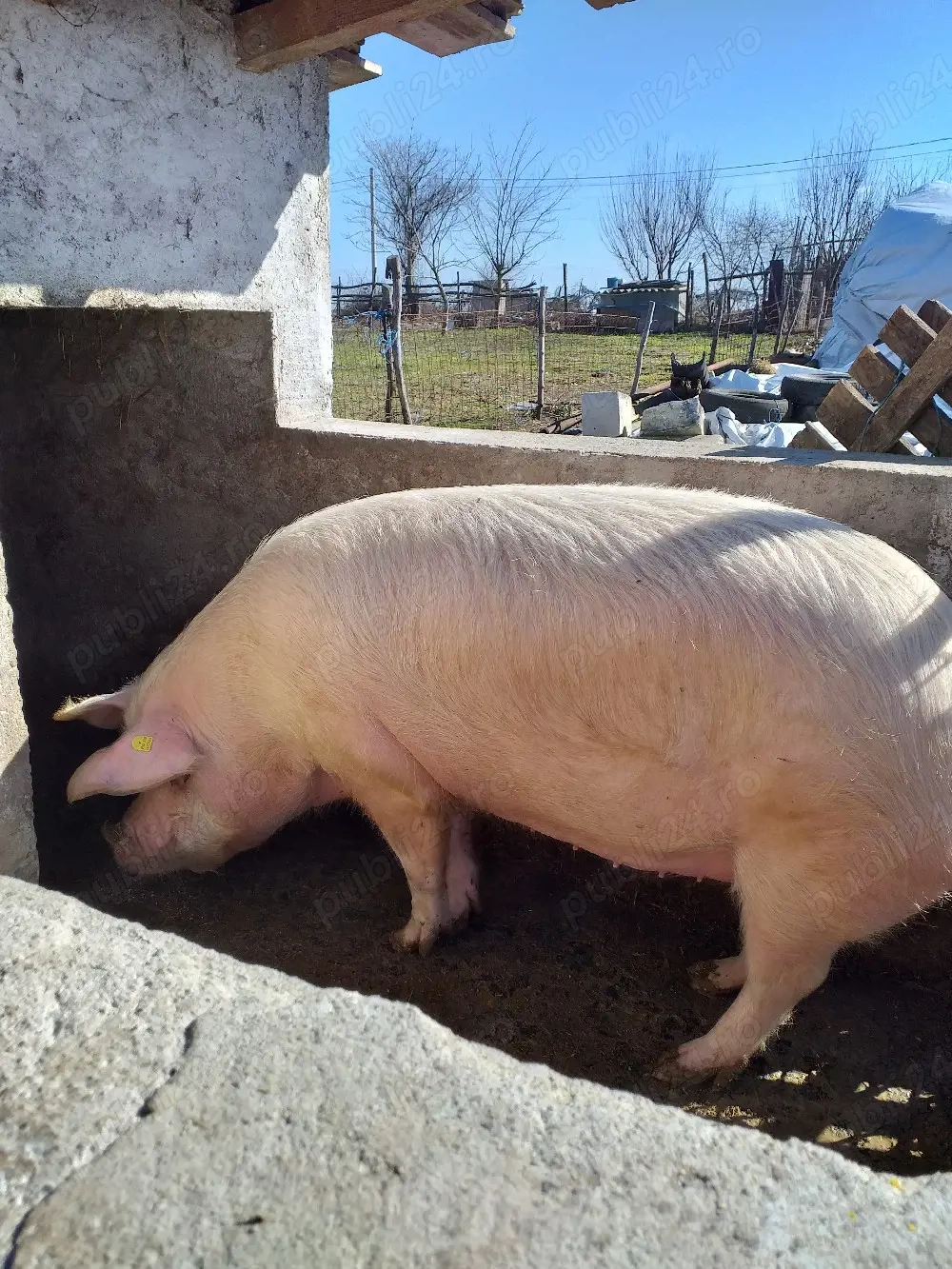 de vânzarea crescut in gospodărie proprie rasă landras 