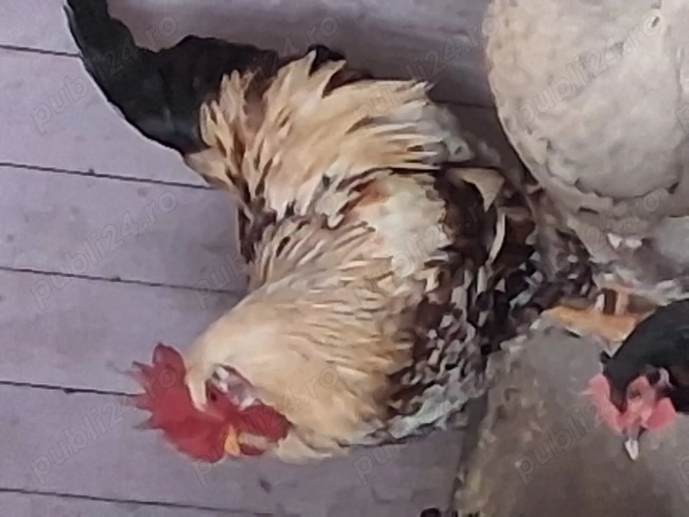 Cocos cu barba de vanzare