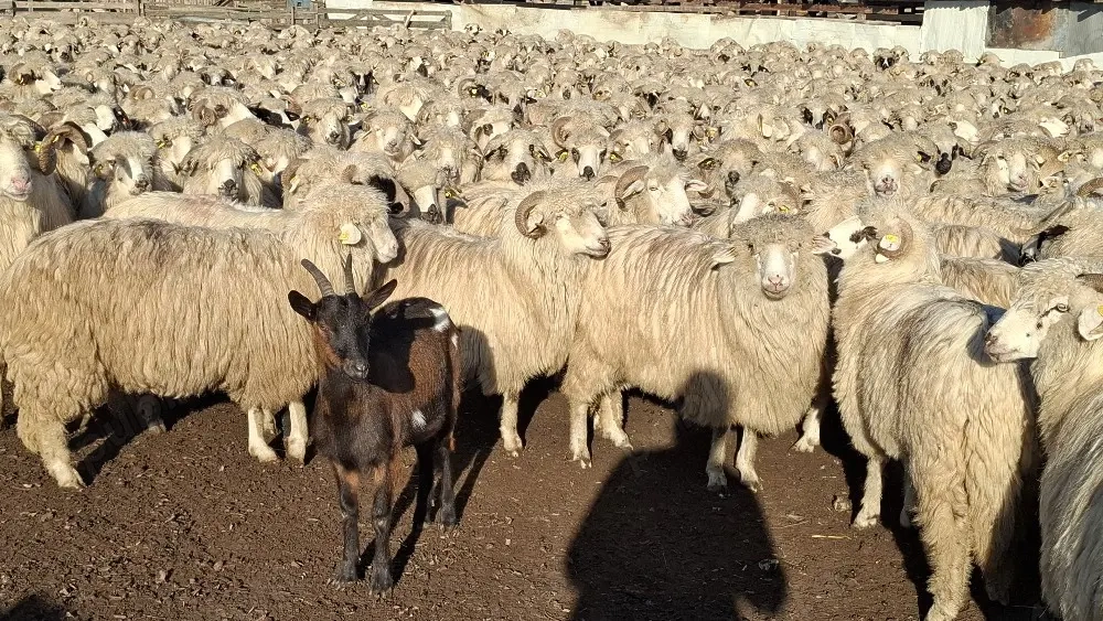 Caut  cioban  la  Oi  