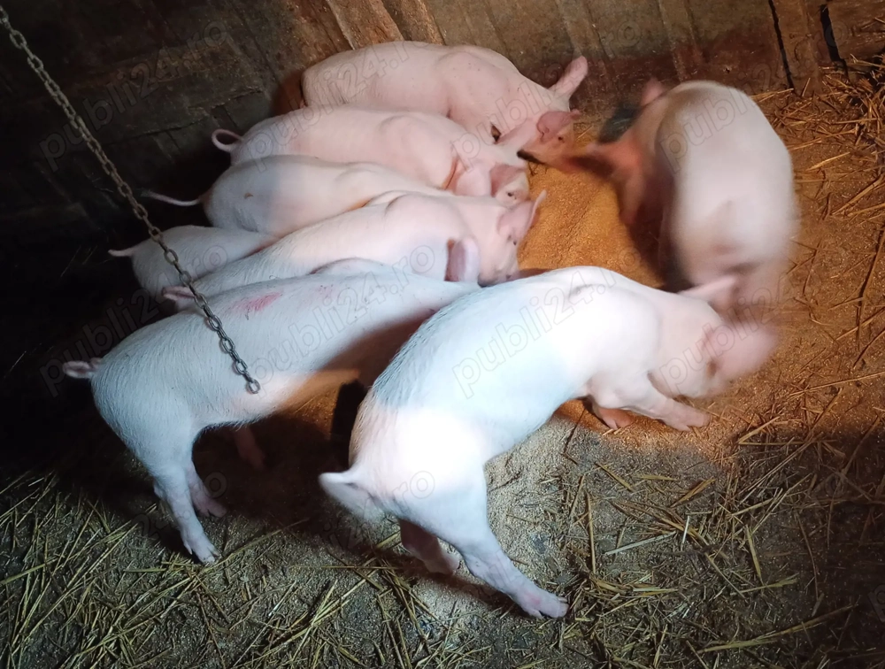 Purcei 9 saptămâni 