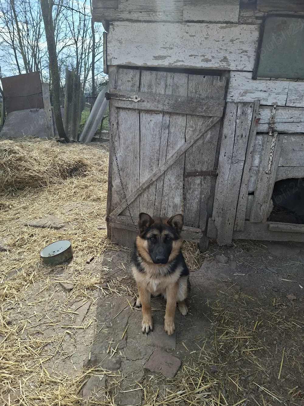 vînd ciobănesc german 