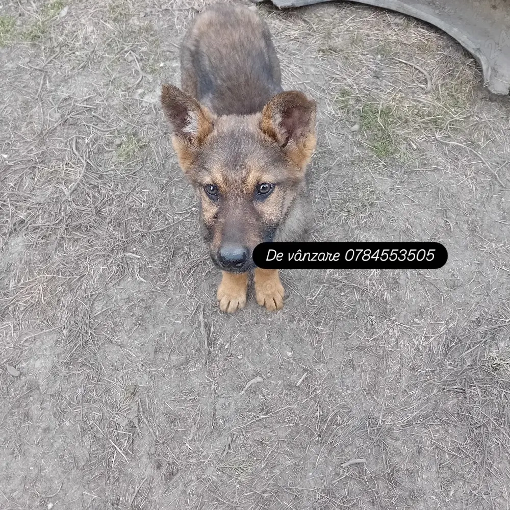 VÂND catei ciobănesc german 