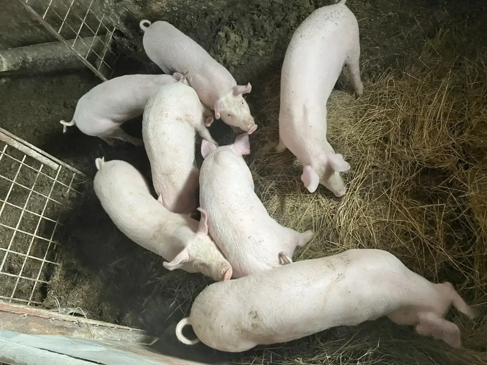 Vand purcei soldan 3 luni rasa landras-marele alb