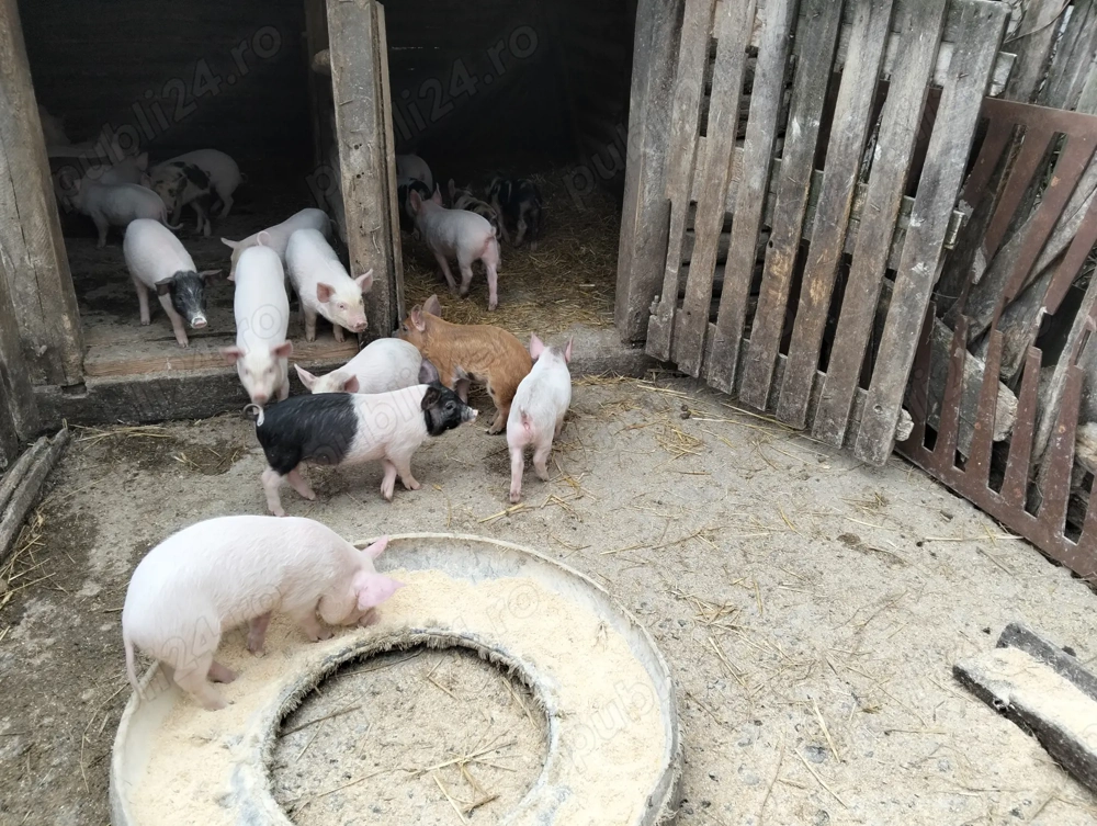 Purcei de vânzare 