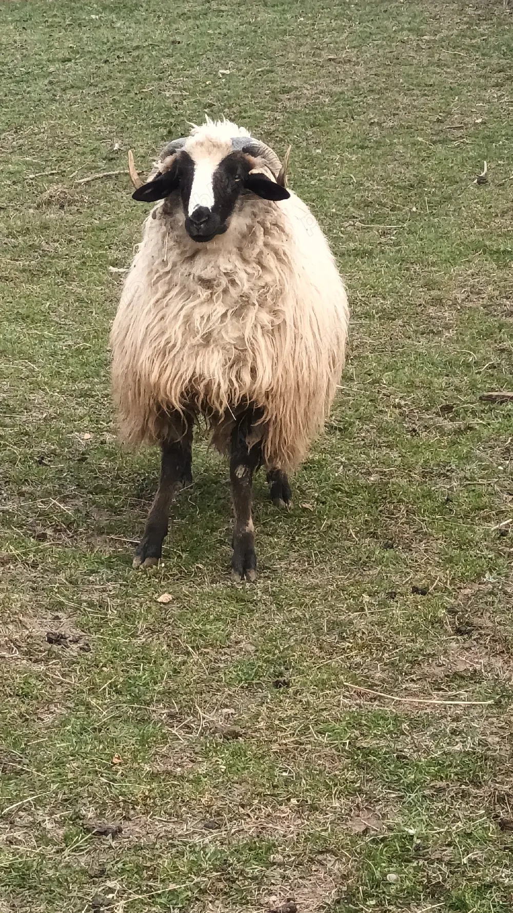 oi de vânzare  sau schimb 