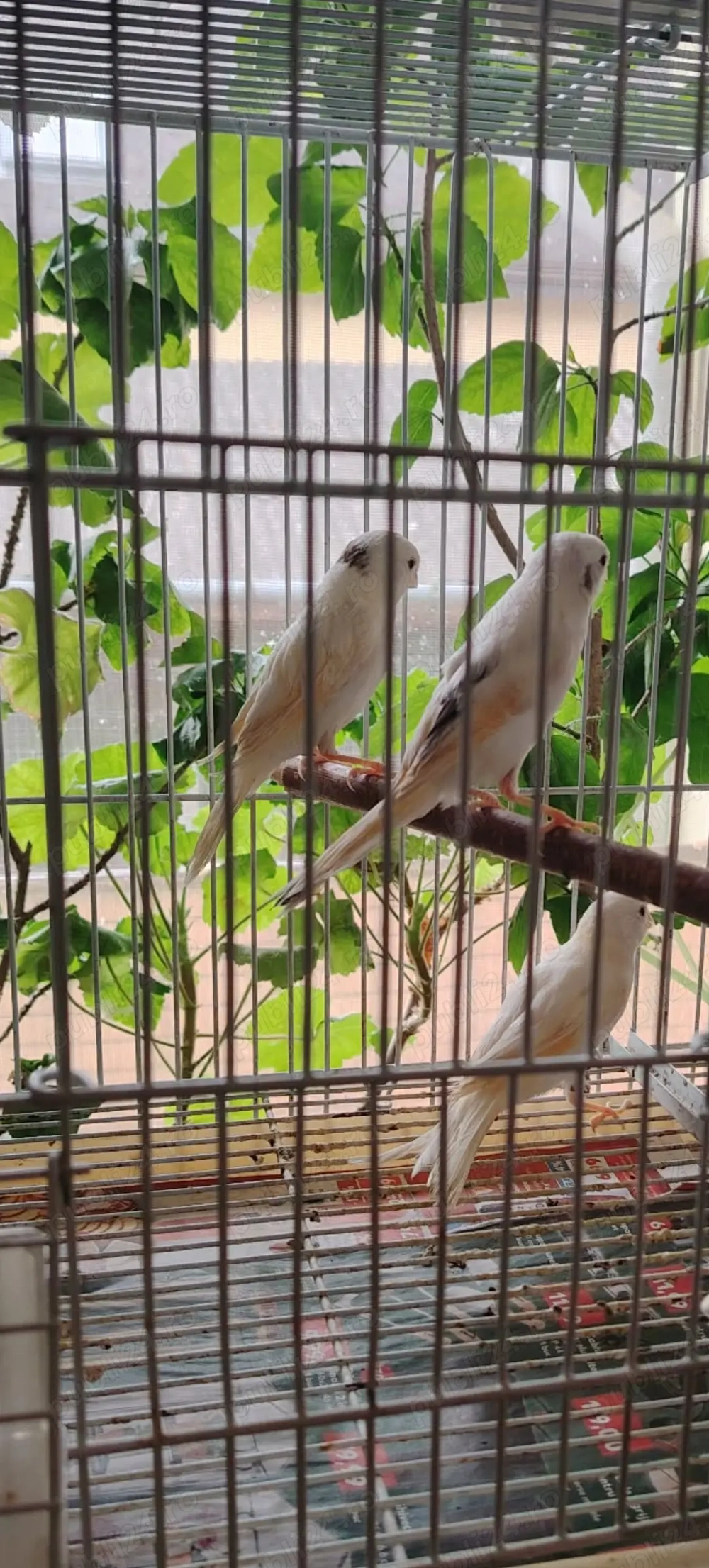  canari isi cauta casa noua 
