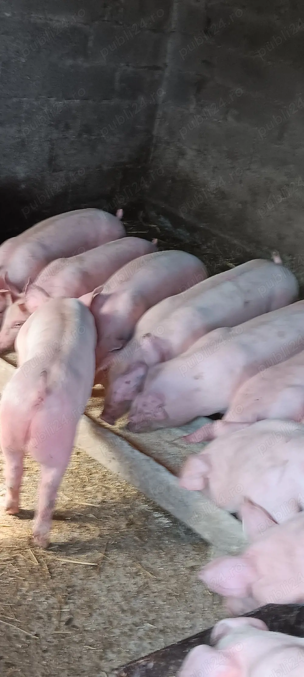 purcei 40kg transport și la domiciliu 