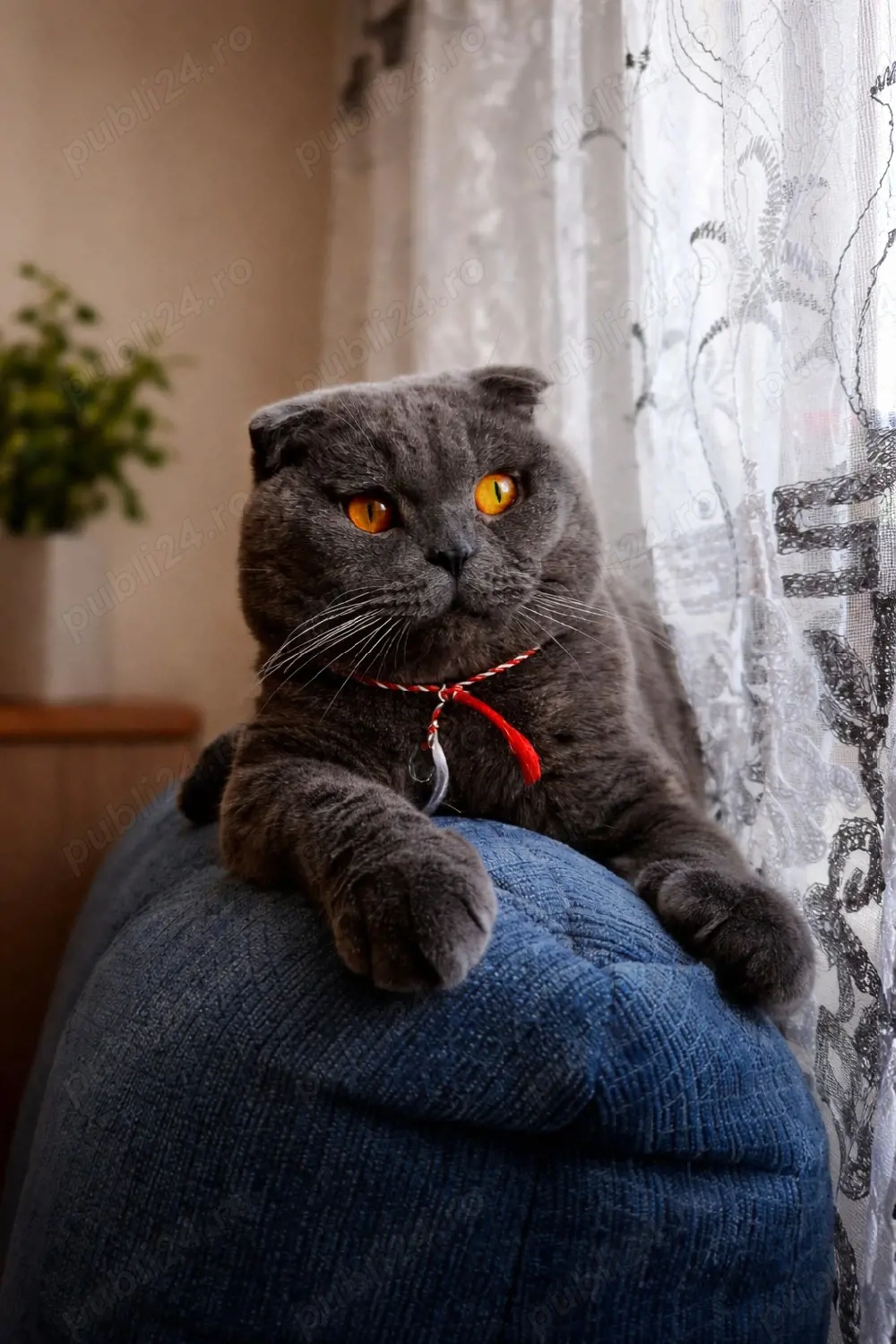 Scottish Fold Blue