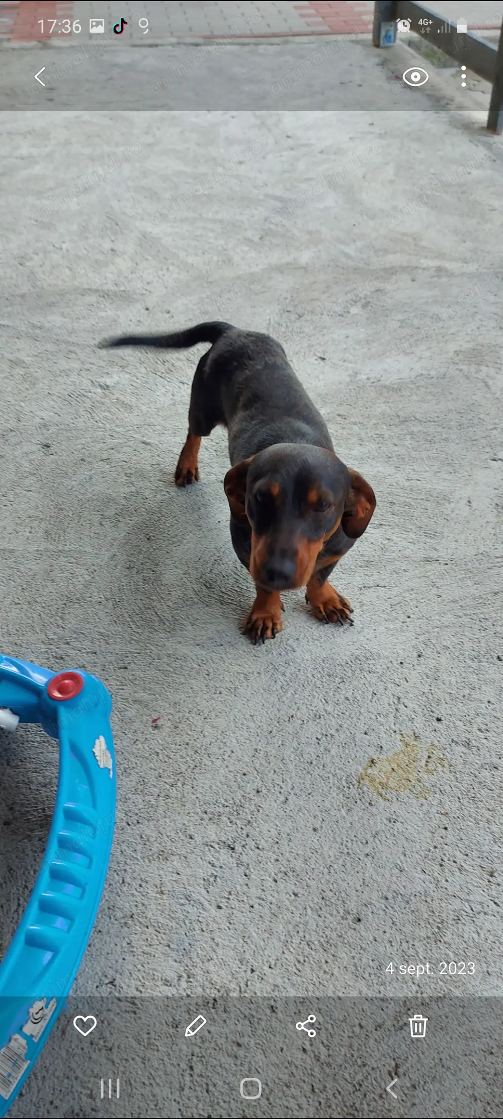 De vânzare cățel teckel 