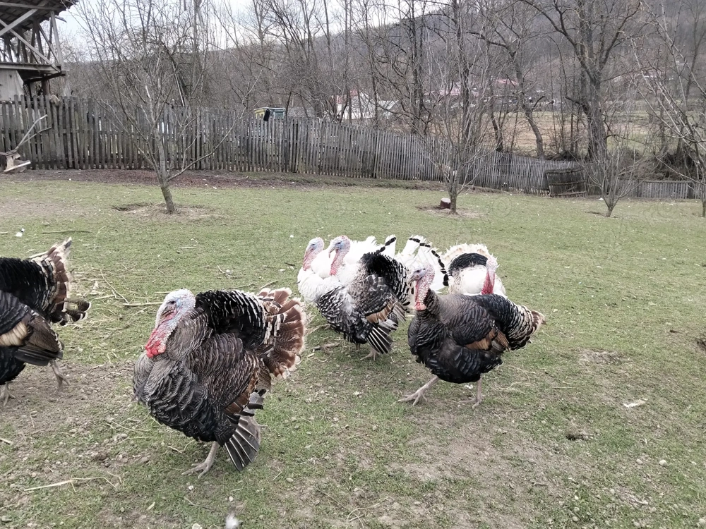 Vand curcani de paste