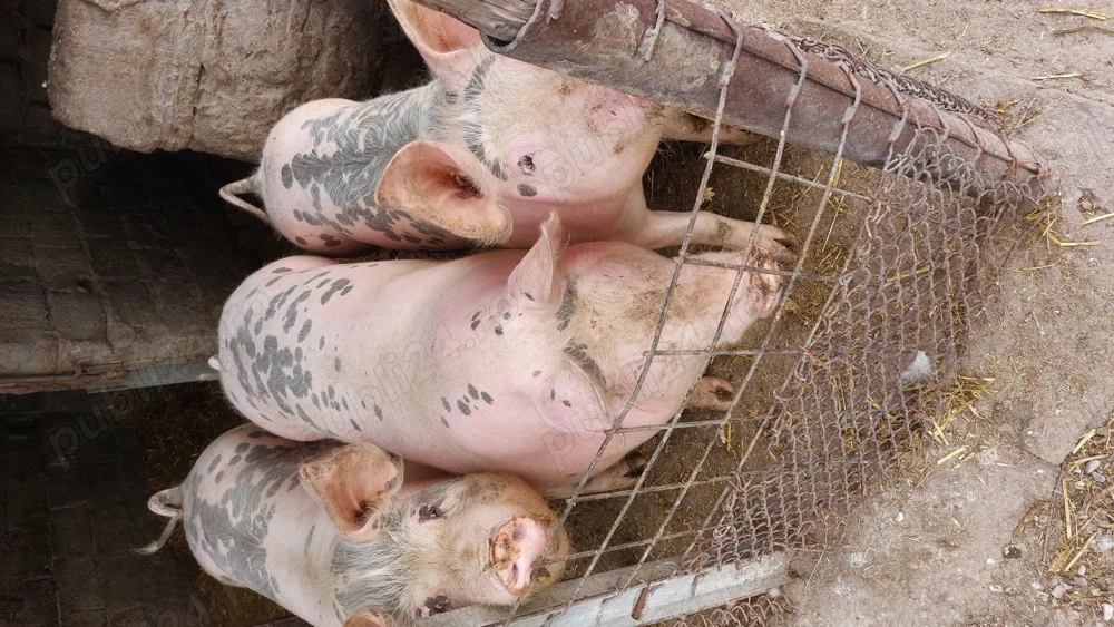 Vând porci între 100-130 kg