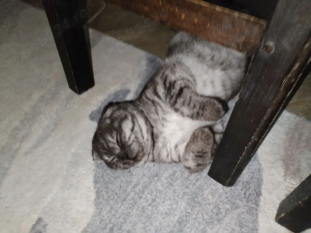 Rasa British Shortis Fold 