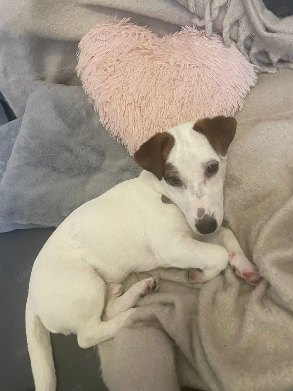 Jack russell terrier 9 luni, mascul