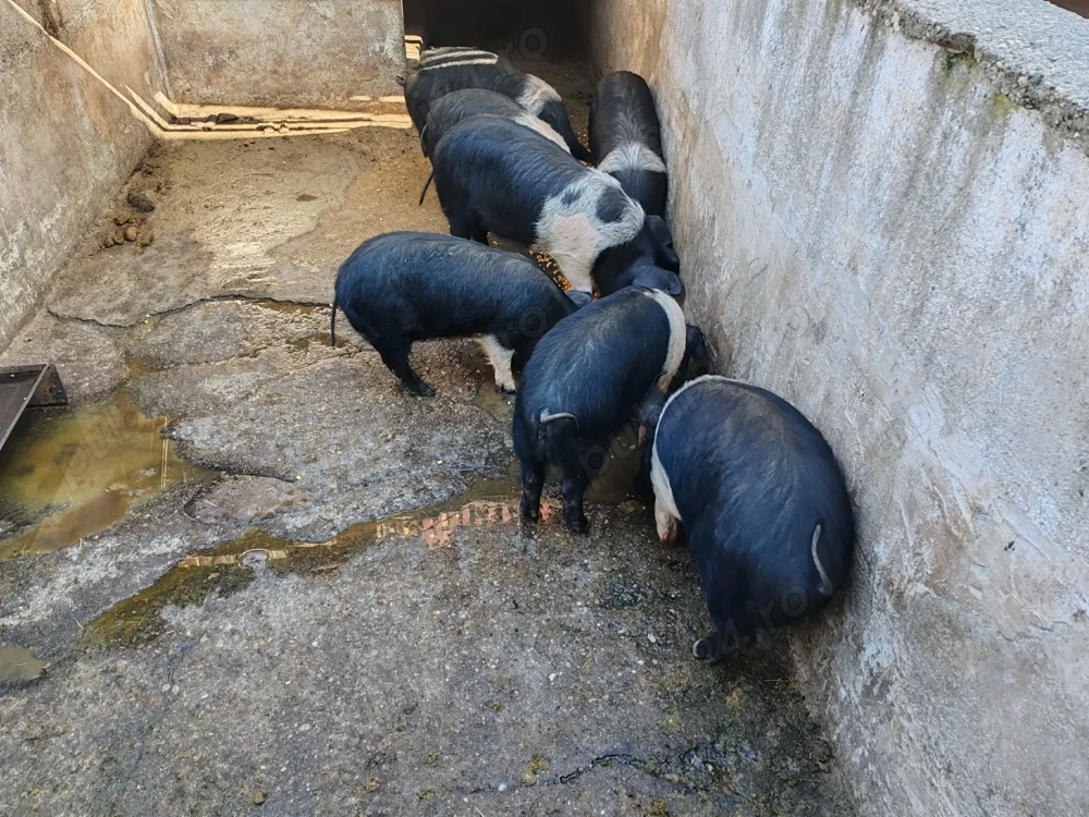 Vând grăsuni bazna