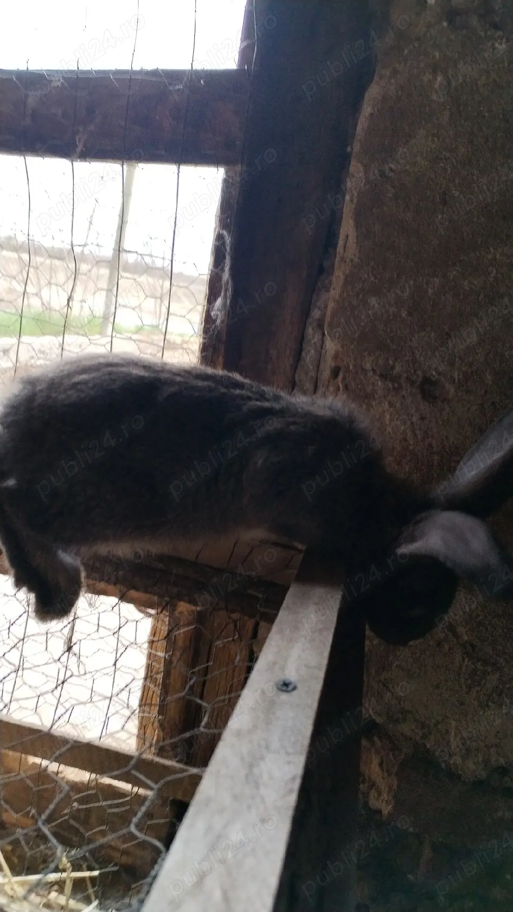 Iepurite de vânzare cu pui sau separat 