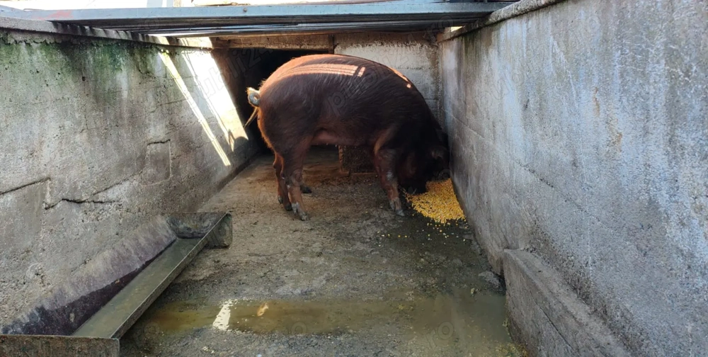 Purcea duroc