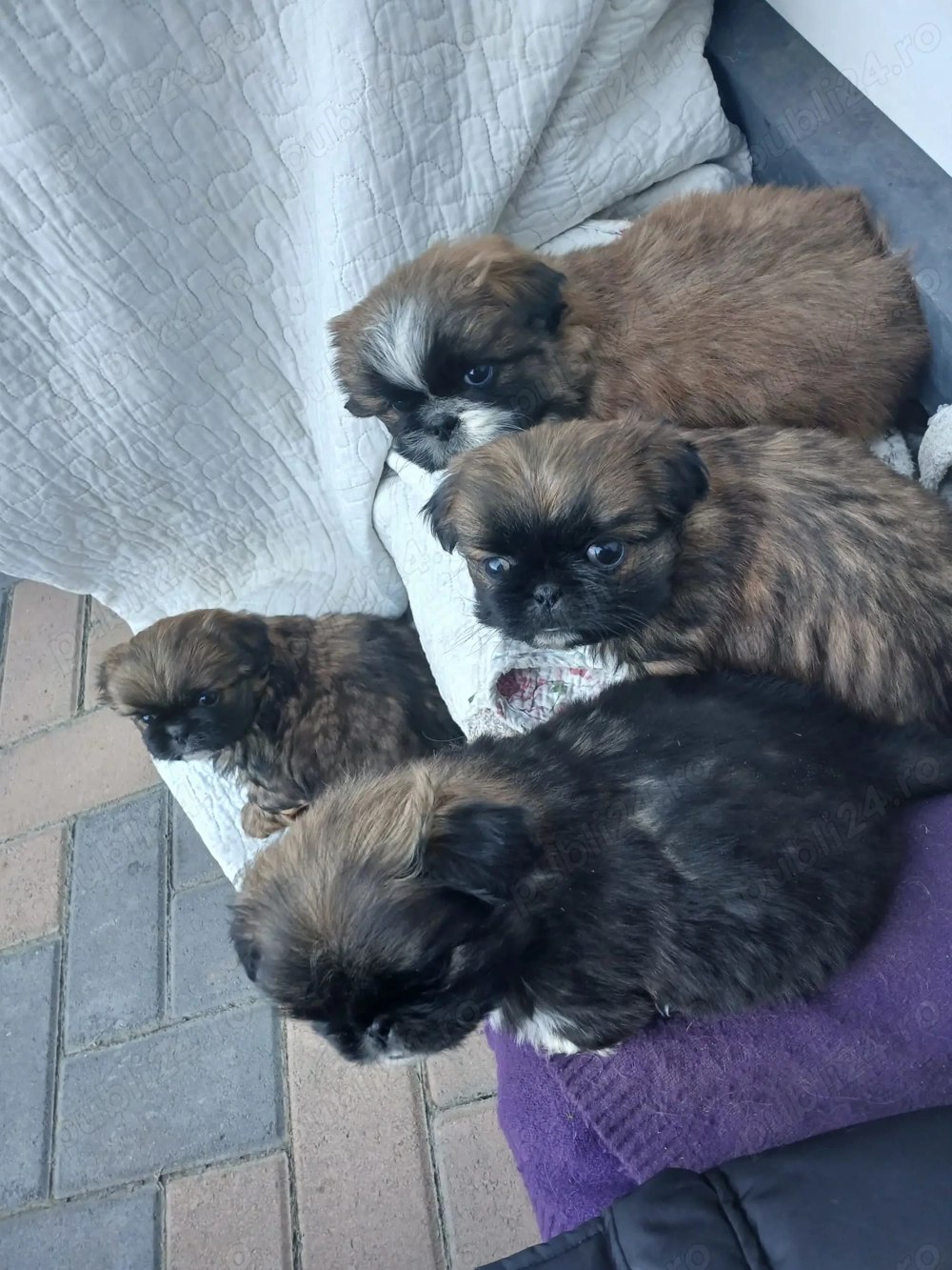 Câini pechinez imperial 