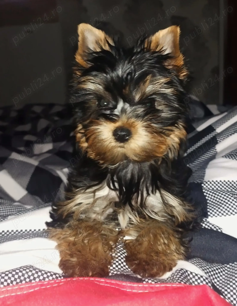 Fetita de yoekshire terrier