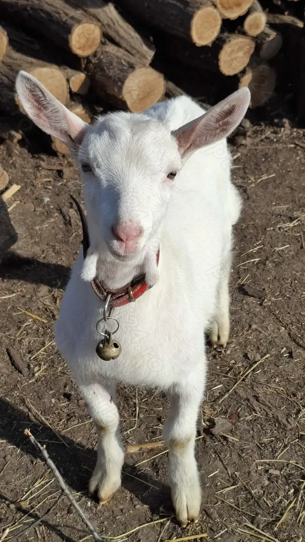 Vând țăpișor sannen, ecornat genetic